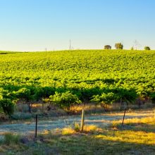 barossa valley vineyard winery